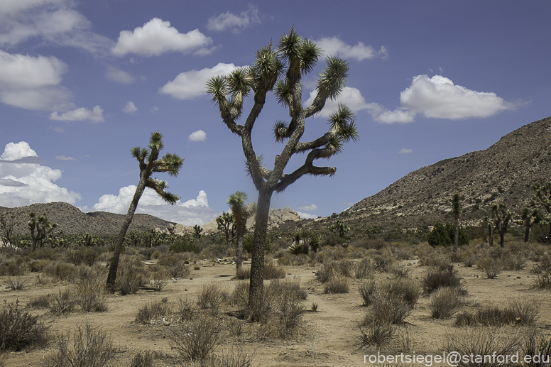 Joshua Tree National Park